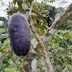 Pachylobus edulis Fruit