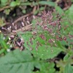 Eragrostis tenella Leaf