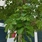 Cupaniopsis anacardioides Blatt