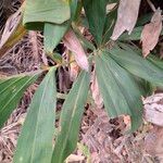 Bactris campestris Leaf