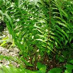 Dryopteris filix-mas ശീലം