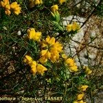 Genista sylvestris Цветок