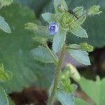 Veronica acinifolia Flower