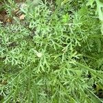 Tanacetum cinerariifolium Hoja