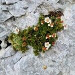 Potentilla clusiana Blomst