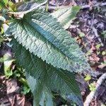 Eutrochium purpureum Leaf