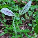 Hieracium venosum Liść