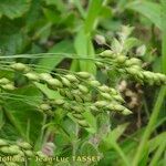 Panicum miliaceum Flor