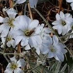 Cerastium tomentosum Λουλούδι