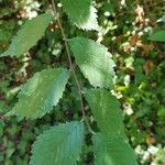 Ulmus carpinifolia Feuille