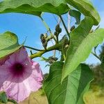 Ipomoea carnea Blatt