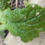 Senecio doria Blad