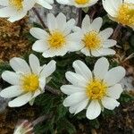 Anemone baldensis Virág