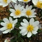 Anemone baldensis Fula