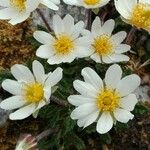 Anemone baldensis Blomma