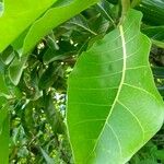 Ficus lutea Лист