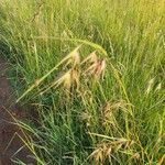 Themeda triandra Alkat (teljes növény)