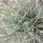 Tanacetum cinerariifolium Hoja