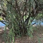 Cotoneaster pannosus Habitatea