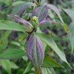 Cornus racemosa برگ