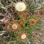 Carlina salicifolia Цветок