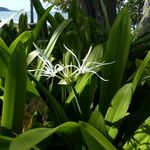 Hymenocallis caribaea Blatt