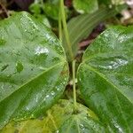 Cochliasanthus caracalla Leaf