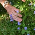 Campanula rotundifoliaFlower