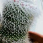 Mammillaria hahniana 整株植物