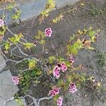 Pelargonium graveolens Blomma