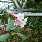 Rhododendron armitii Blomst