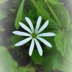 Stellaria nemorum Blüte