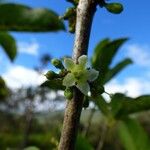 Geniostoma borbonicum 花