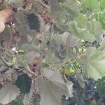Pterospermum acerifolium Hoja