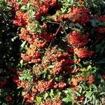 Pyracantha coccinea Habit