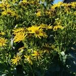 Silphium perfoliatum Хабит