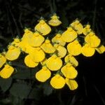 Calceolaria cavanillesii Flor