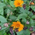 Coreopsis auriculata Цветок