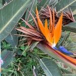 Strelitzia reginaeBlodyn