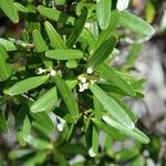 Alyxia tisserantii 整株植物