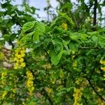 Laburnum alpinum ഇല