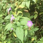 Strobilanthes attenuata Flower