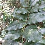 Polyscias duplicata Hoja