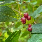 Lonicera xylosteum Fruit