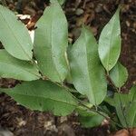 Diospyros abyssinica Blad