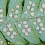 Dryopteris × complexa ফল