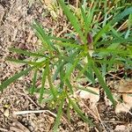 Coreopsis palmata পাতা