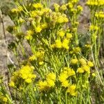 Senecio bracteolatus Flor