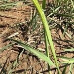 Hordeum pusillum Hoja