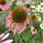 Echinacea angustifolia Квітка